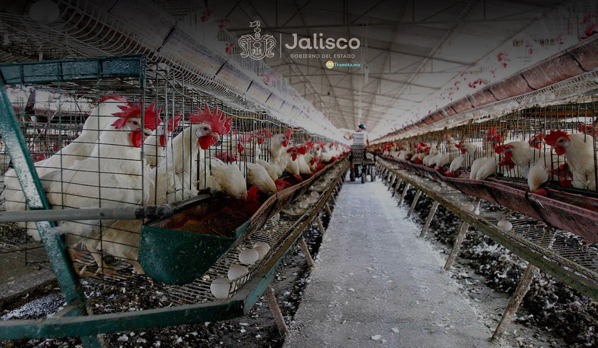 Apoyo en Infraestructura y Equipamiento de Granjas Avícolas 2021 - Jalisco