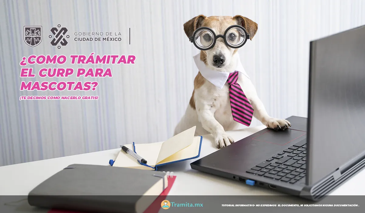 Cómo tramitar gratis la CURP para mascotas