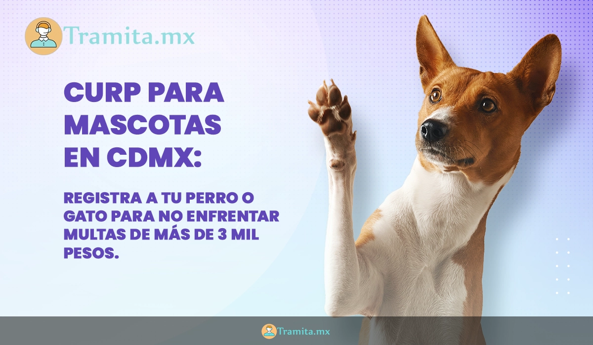 CURP para mascotas en CDMX: registra a tu perro o gato para no enfrentar multas de más de 3 mil pesos