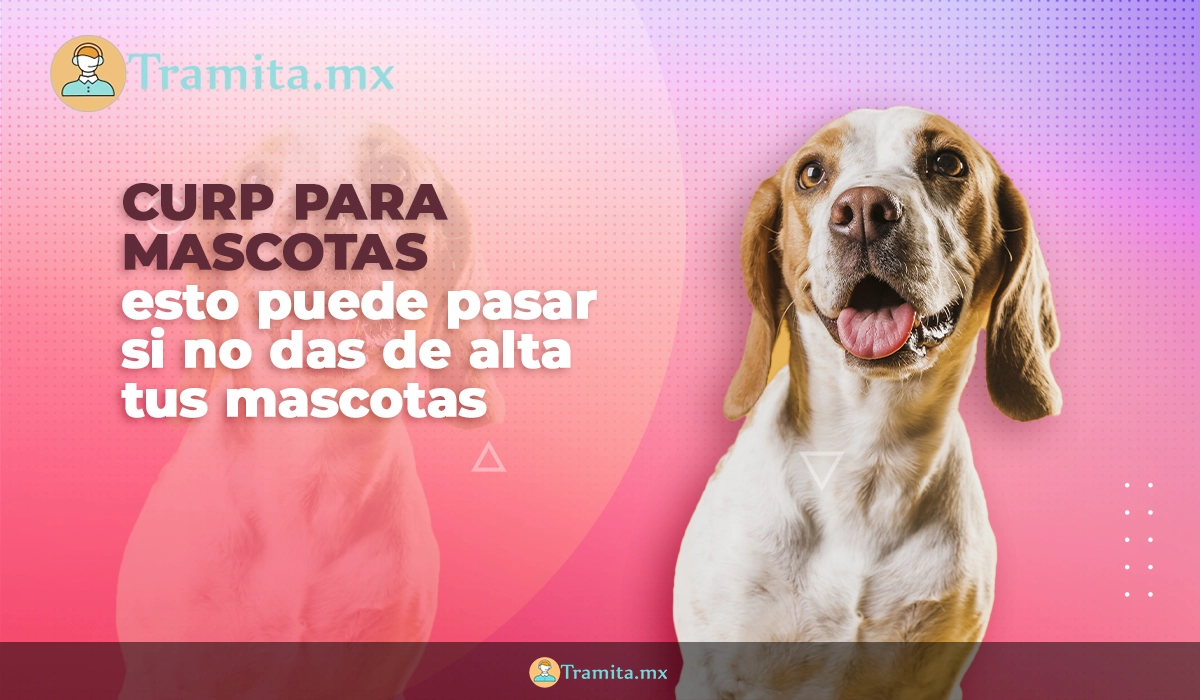 CURP para mascotas, esto puede pasar si no das de alta tus mascotas