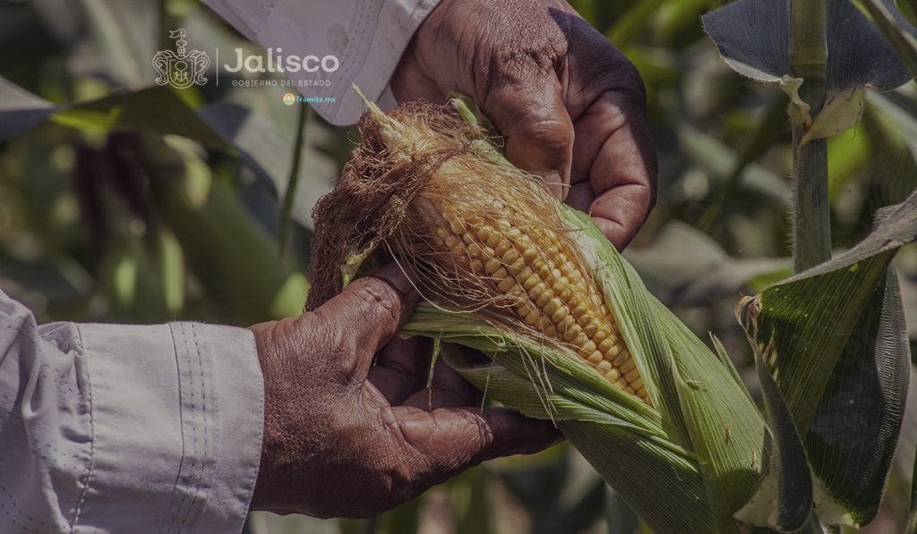 Programa para el Apoyo a Productores Agrícolas de Maíz de Jalisco 2021